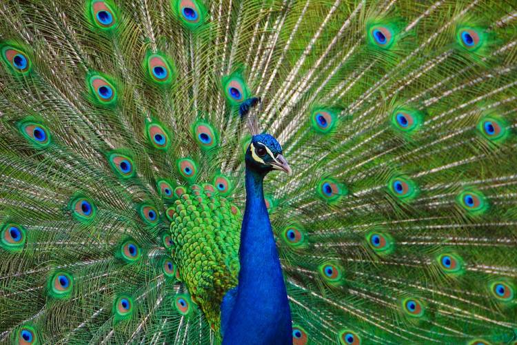 peacock