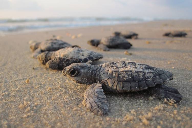 Sea Turtle Nesting Season
