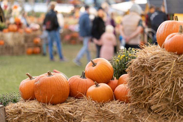 pumpkins on hay at a fall festival